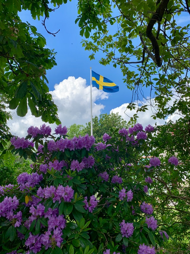 En svensk flagga omgiven av blommiga träd och buskar.